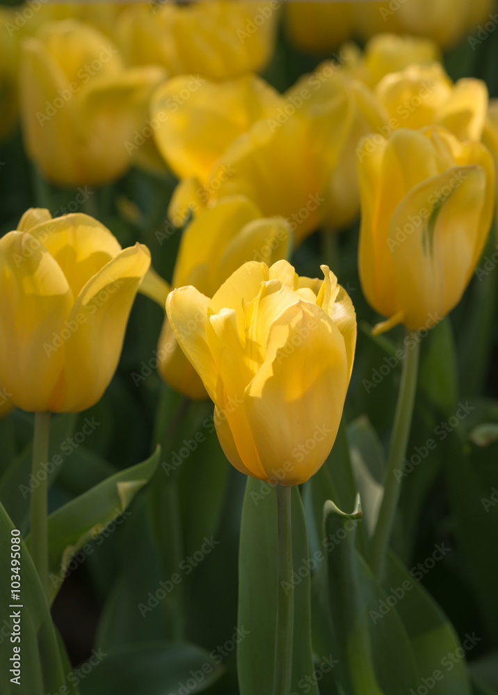 Yellow tulip flower Yellow tulip flower