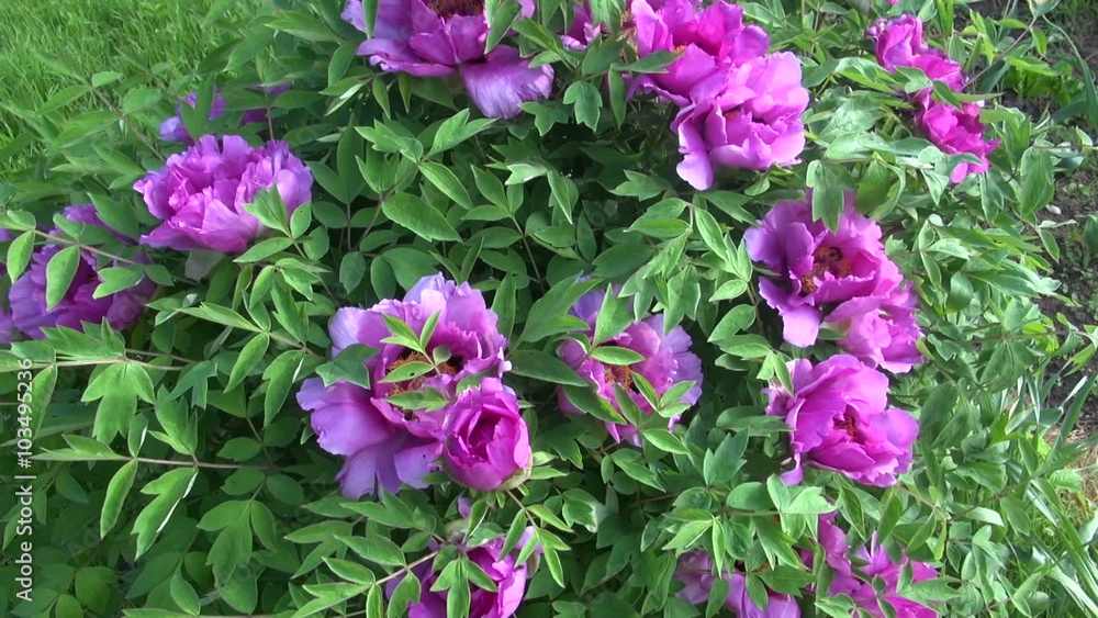 Bush of pink Chinese tree peony flowering in the beginning of summer on sunny morning Bush of pink Chinese tree peony flowering in the beginning of summer on sunny morning