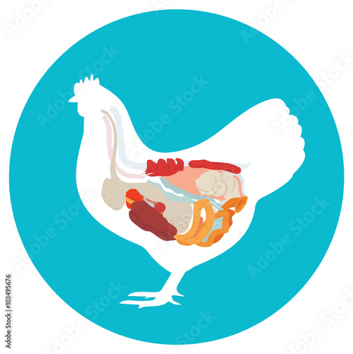 Vector chicken anatomy. digestive system.