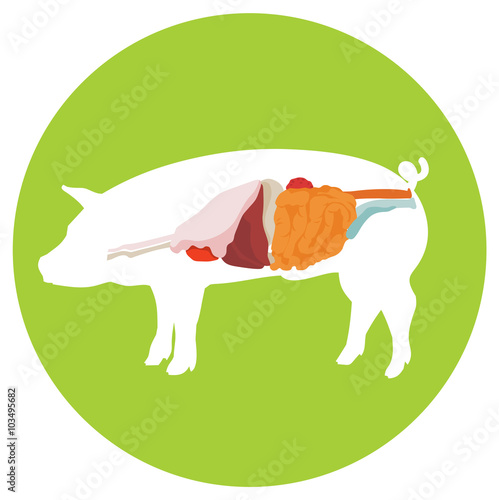 Vector pig anatomy. digestive system.