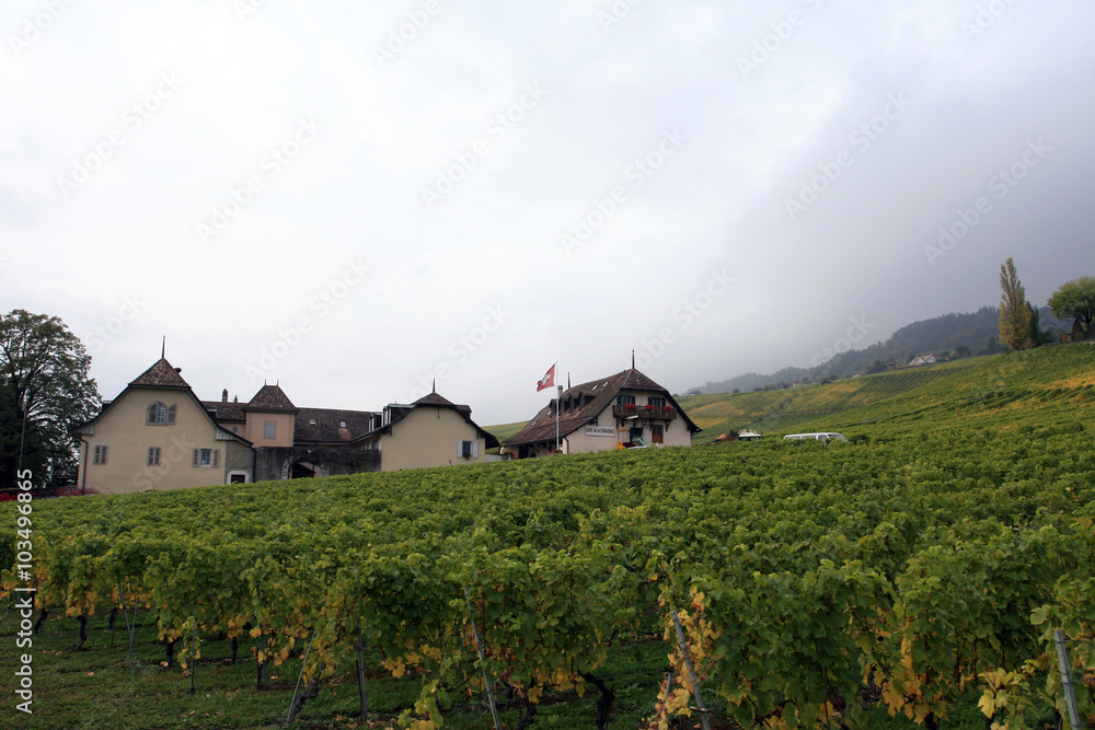Szwajcarska wioska i winnica - obrazy, fototapety, plakaty 