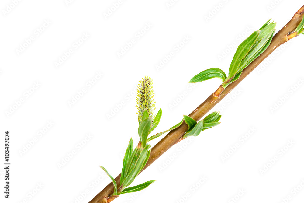 Obraz premium Delicate flowering willow branch.