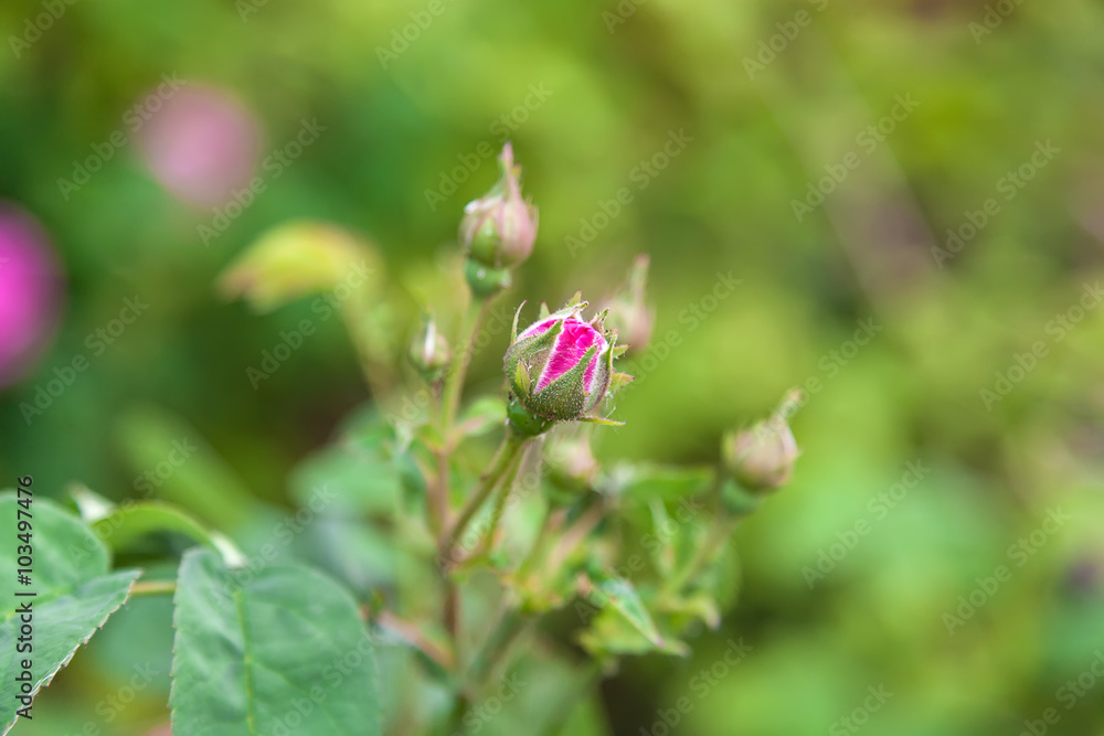 Rose Flower on a green background