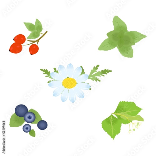 the different herbs