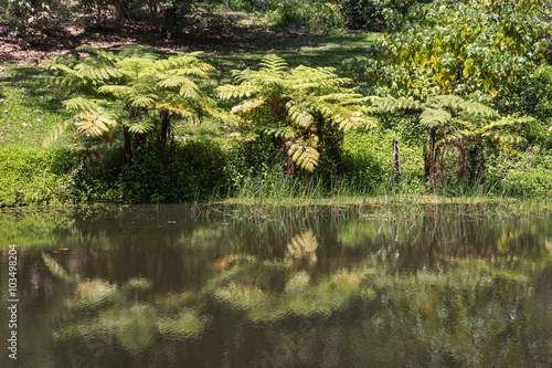 tree ferns reflecting in lake