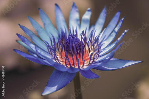 Blue lotus flower