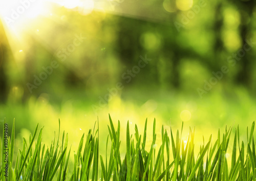 Spring grass in sunlight 
