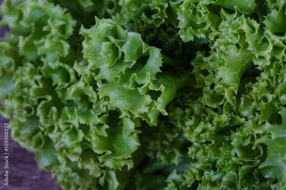 Salad leaves Salad leaves