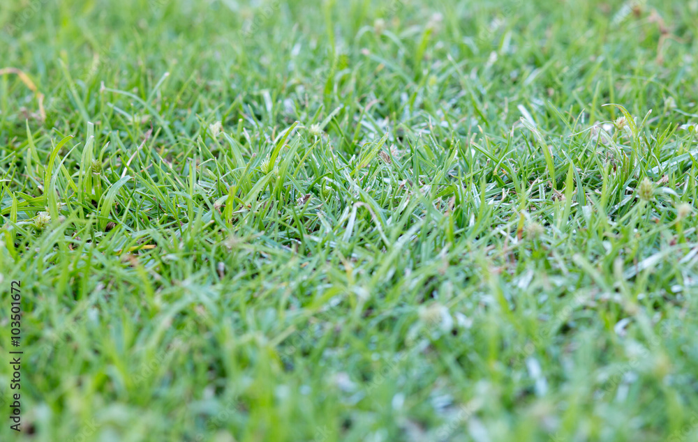 Fototapeta premium Green grass nature background.