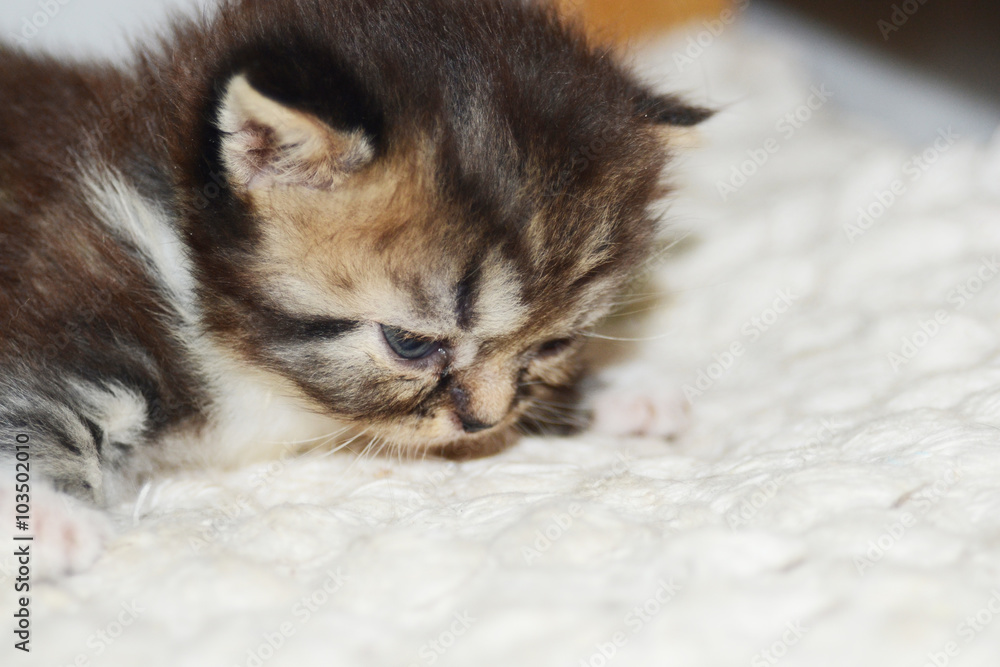 Obraz premium home pet and kitten