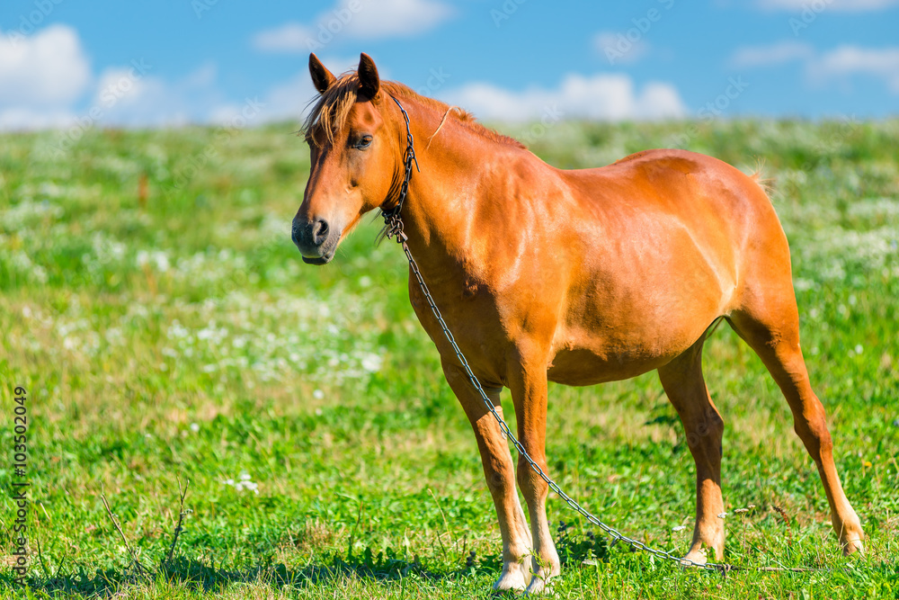 brown horse in a pasture on a sunny day brown horse in a pasture on a sunny day