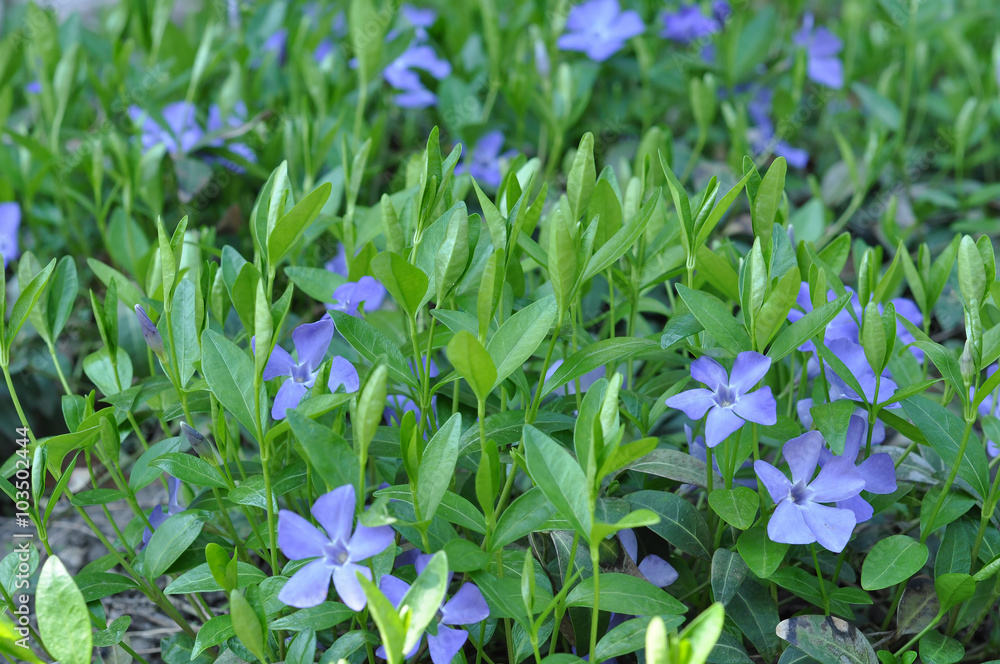 Periwinkle violet flowers spring nature