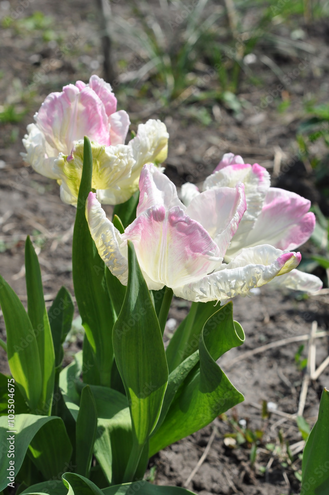 white pink tulip against the background of the spring ground white pink tulip against the background of the spring ground