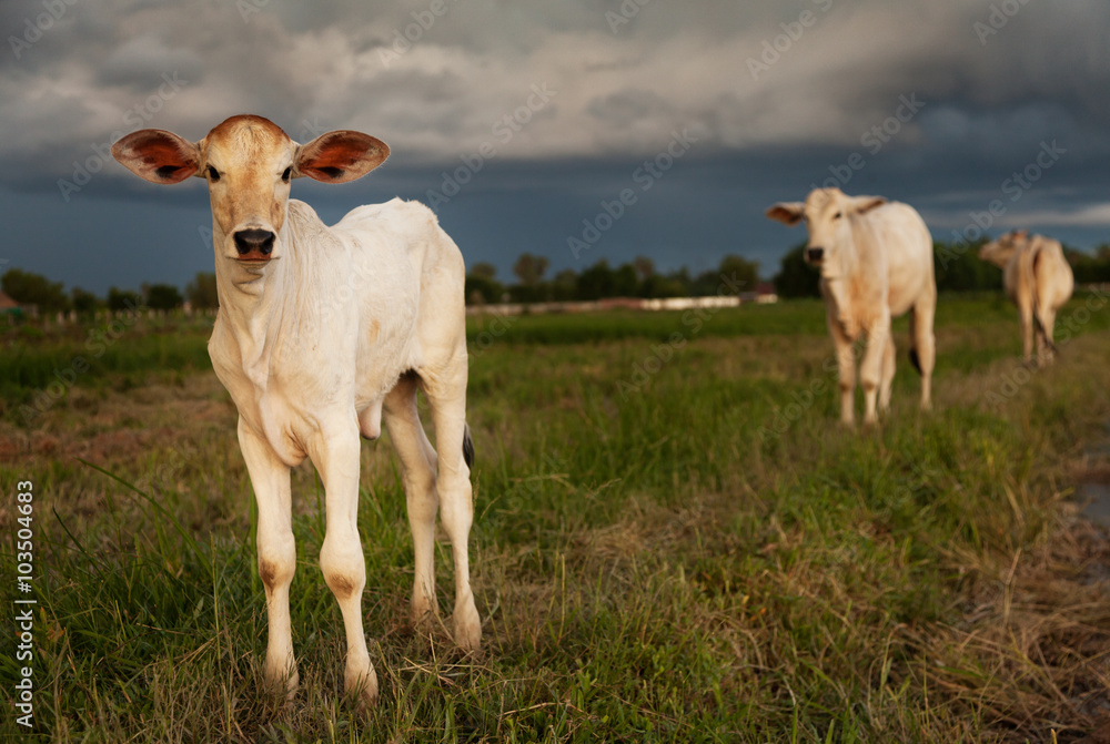 Fototapeta premium Cows in Cambodia