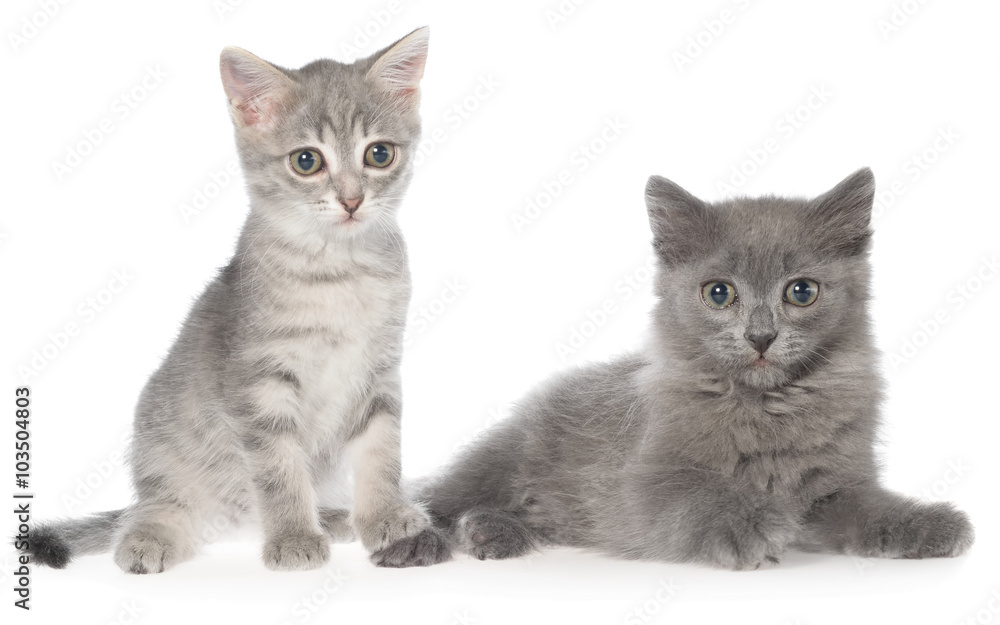 British shorthair tabby kitten and gray kitten sitting