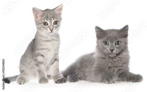 British shorthair tabby kitten and gray kitten sitting