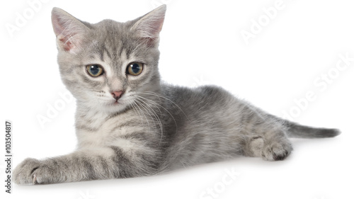 British shorthair tabby kitten lay isolated