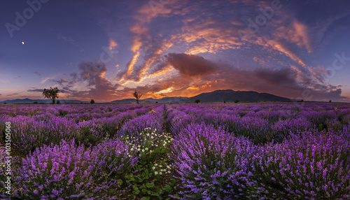 Lavender field panorama at the sunset with orange clouds