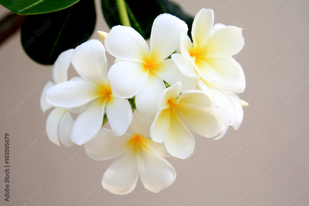Fototapeta premium white frangipani flowers