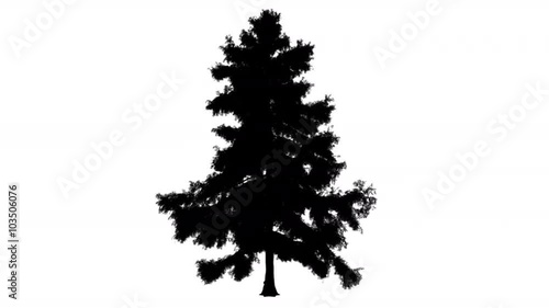 Alaska Cedar Cupressus Nootkatensis Evergreen Tree Silhouette of Animated Tree is Swaying at The Wind Branches are Staggering Leaves are Stirring photo