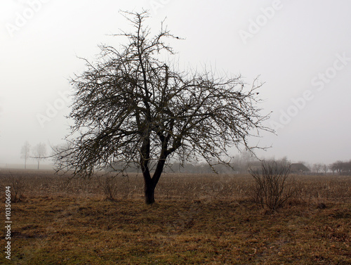 Wallpaper Mural Old apple tree and fog in fall. Torontodigital.ca