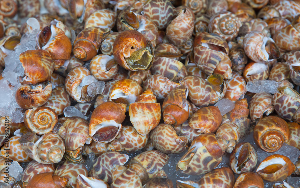 close up Babylonia areolata in the seafood market close up Babylonia areolata in the seafood market