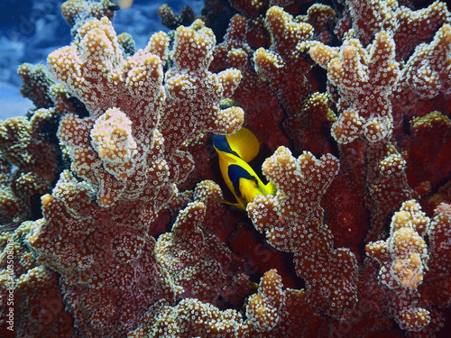 Bicolor Angelfish (Centropyge bicolor) hiding in a coral