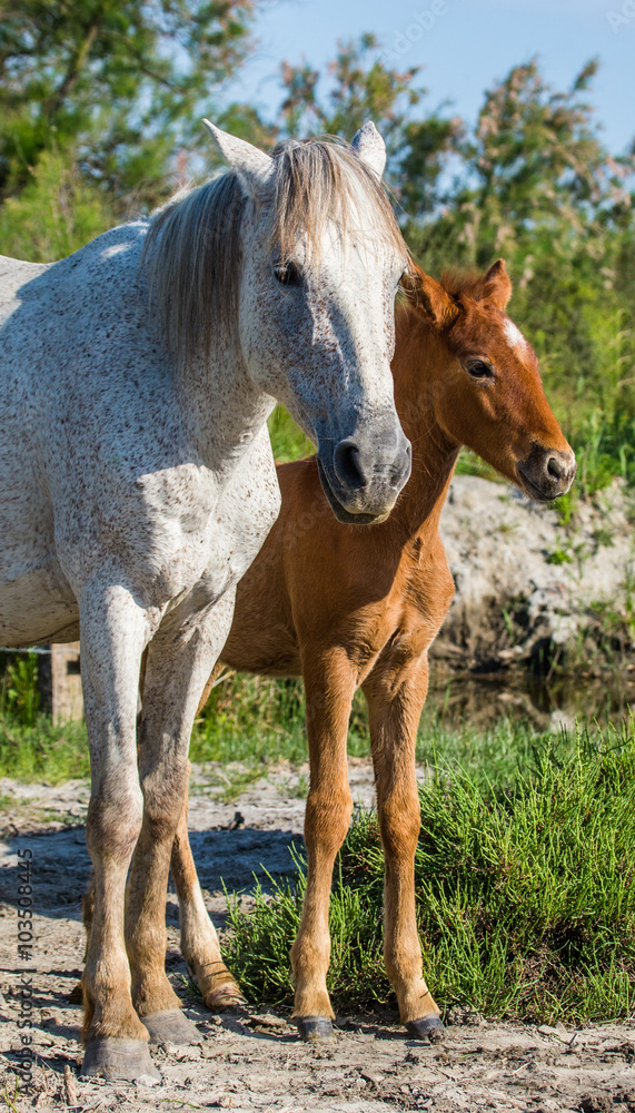 Mare with her foal. White Camargue horse. Parc Regional de Camargue. France. Provence. An excellent illustration Mare with her foal. White Camargue horse. Parc Regional de Camargue. France. Provence. An excellent illustration