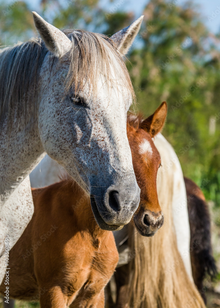 Obraz premium Mare with her foal. White Camargue horse. Parc Regional de Camargue. France. Provence. An excellent illustration