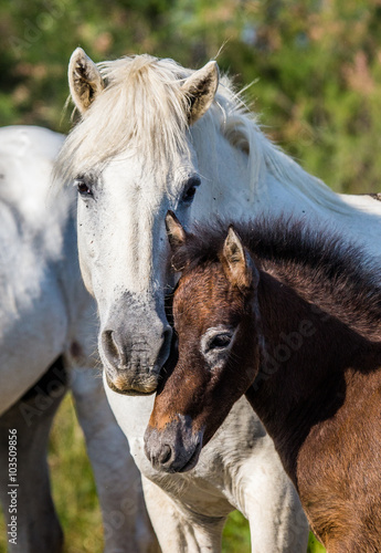 Mare with her foal. White Camargue horse. Parc Regional de Camargue. France. Provence. An excellent illustration