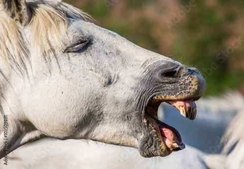 Fototapeta Naklejka Na Ścianę i Meble -  Portrait of the White Camargue Horse. Parc Regional de Camargue. France. Provence. An excellent illustration