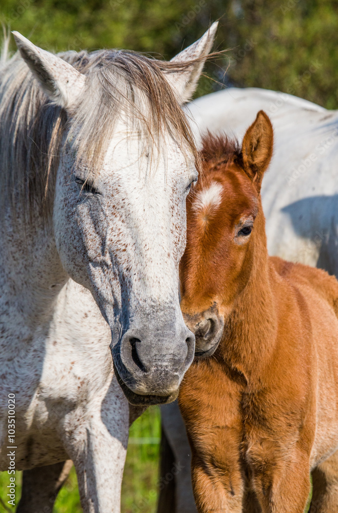 Obraz premium Mare with her foal. White Camargue horse. Parc Regional de Camargue. France. Provence. An excellent illustration