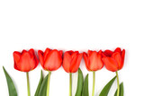 Row of red tulips on a white background