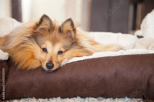 Fototapeta Naklejka Na Ścianę i Meble -  Sheltie Hund schaut aus dem Körbchen / sheltie dog lie in dog basket 