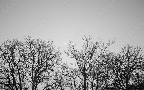 Trees with Moon