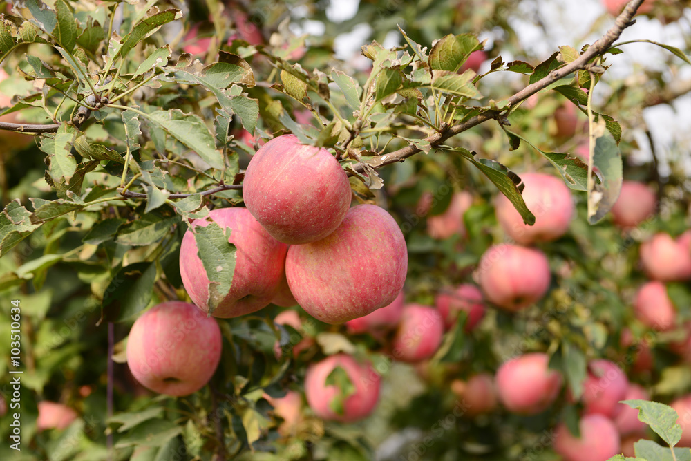 Many apples on the trees mature, close-up Many apples on the trees mature, close-up