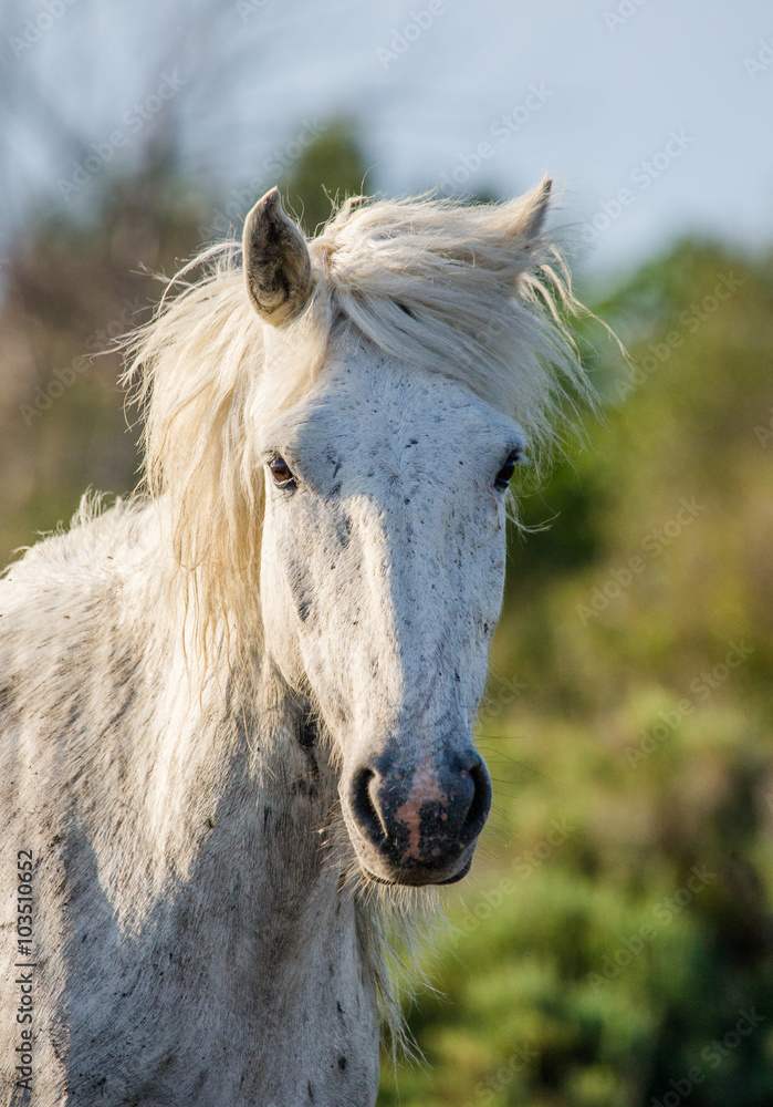 Obraz premium Portrait of the White Camargue Horse. Parc Regional de Camargue. France. Provence. An excellent illustration