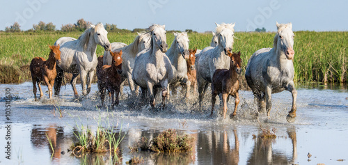 Foto White Camargue Horse with foals run in the swamps nature reserve