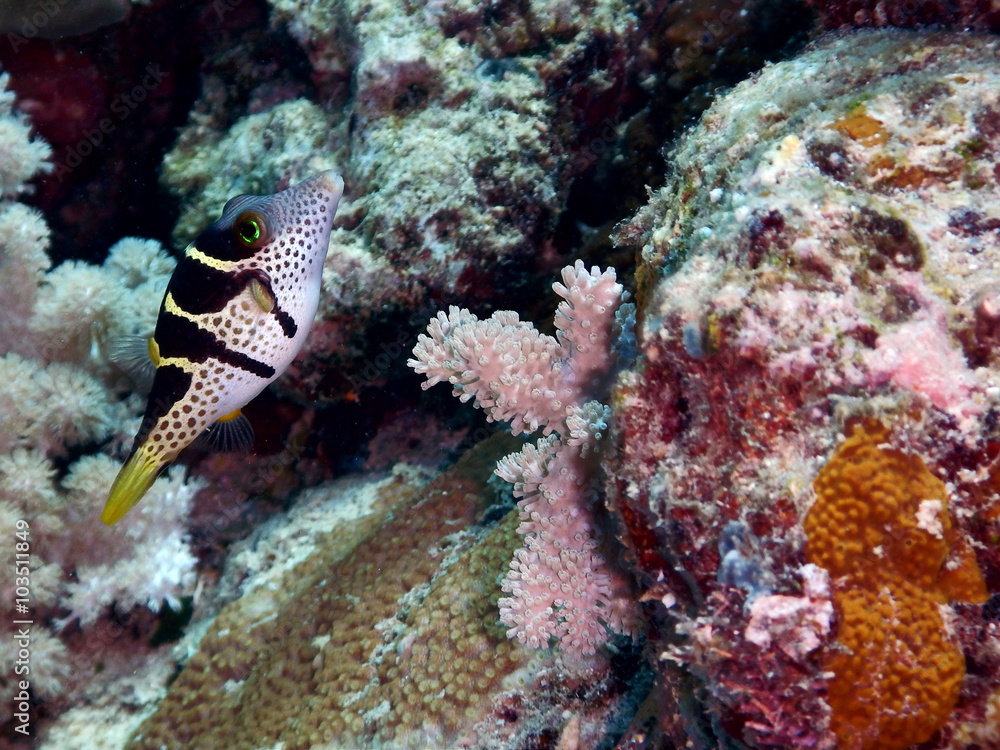 Blacksaddle filefish pretends to be a poisonous pufferfish