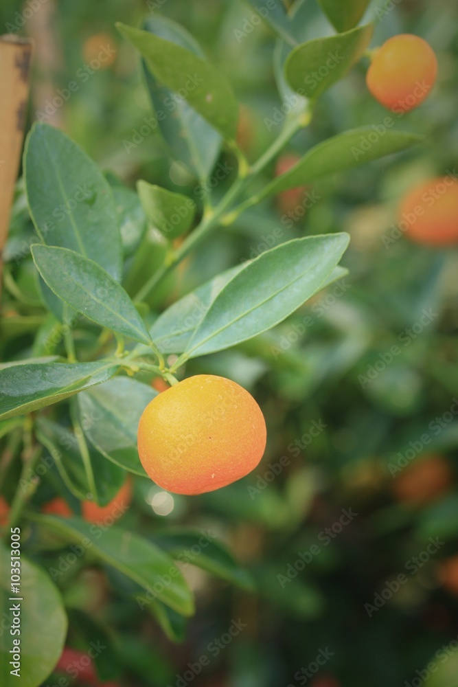 mandarin orange with tree mandarin orange with tree