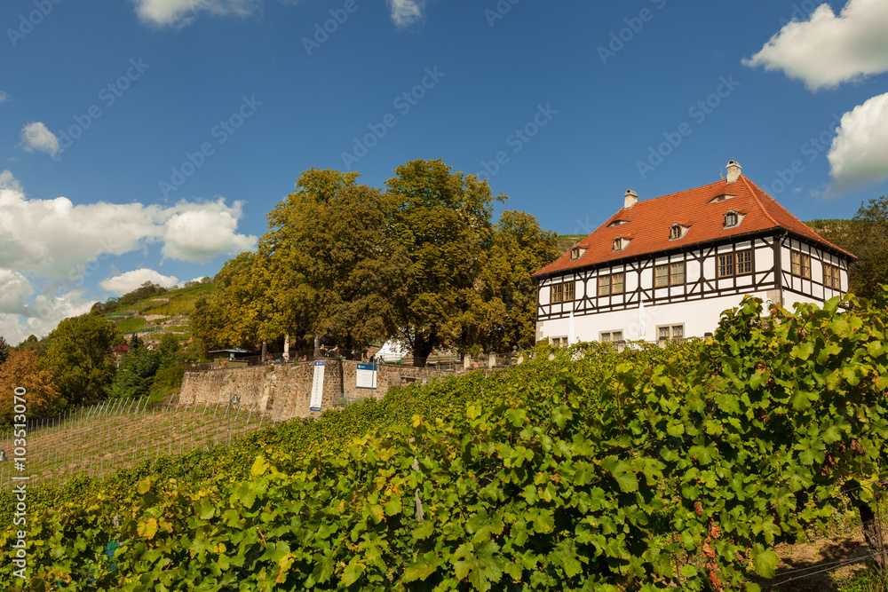Hoflößnitz in den Radebeuler Weinbergen Hoflößnitz in den Radebeuler Weinbergen