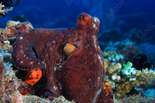 Reef octopus 