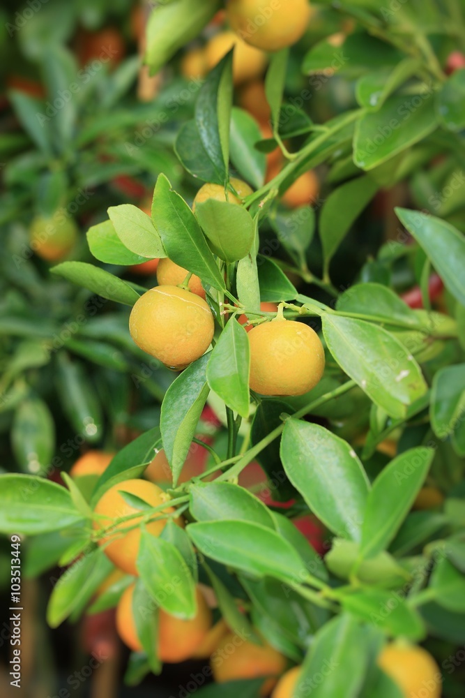 mandarin orange with tree
