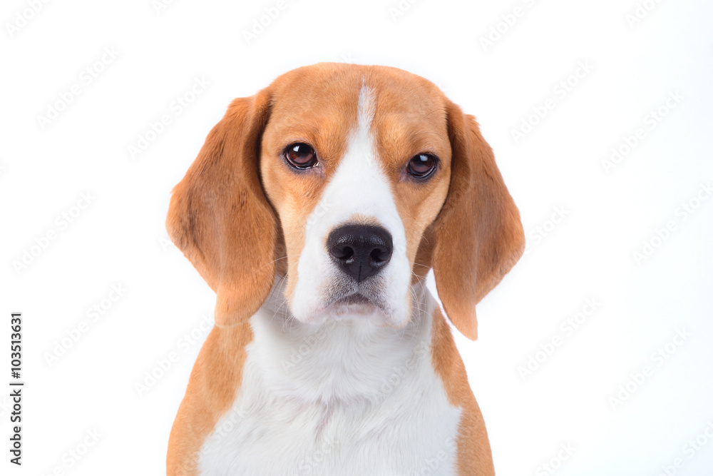 Beagle dog portrait Beagle dog portrait