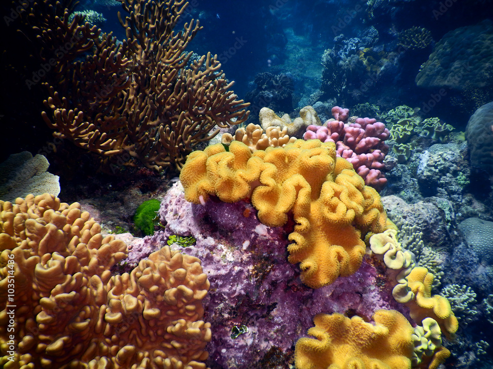 Obraz premium Coral landscape