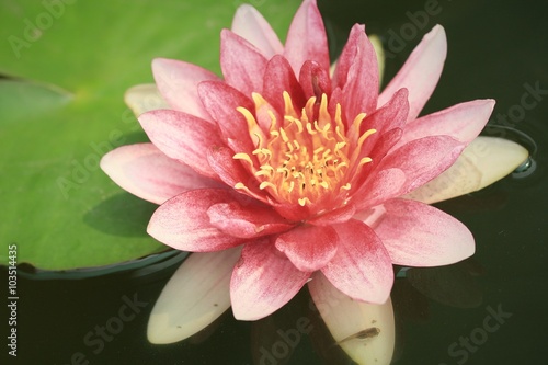 The water lotus beautiful