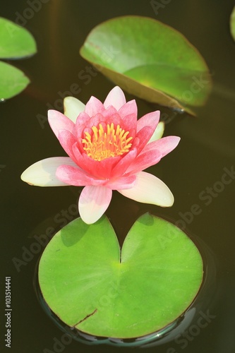 Fototapeta Naklejka Na Ścianę i Meble -  lotus