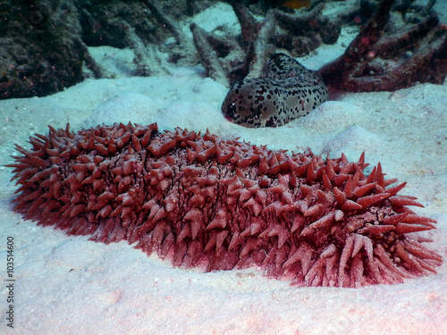 Sea cucumbers