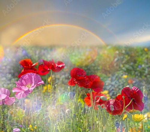 Fototapeta Naklejka Na Ścianę i Meble -  spring meadow with red poppies