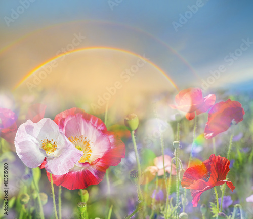 Fototapeta Naklejka Na Ścianę i Meble -  summer meadow with red poppies